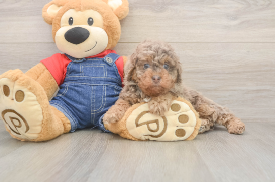 6 week old Poodle Puppy For Sale - Windy City Pups Best Poodle Baby