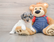 7 week old Poodle Puppy For Sale - Windy City Pups