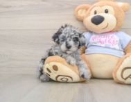 7 week old Poodle Puppy For Sale - Windy City Pups