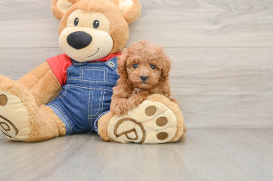 Petite Pudel Purebred Puppy