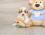 7 week old Poodle Puppy For Sale - Windy City Pups