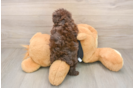 Small Poodle Purebred Pup