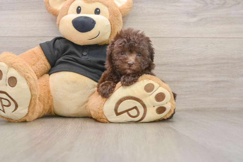 Poodle Pup Being Cute