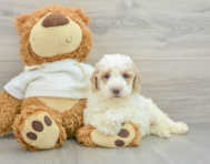 8 week old Poodle Puppy For Sale - Windy City Pups