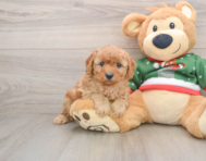 7 week old Poodle Puppy For Sale - Windy City Pups