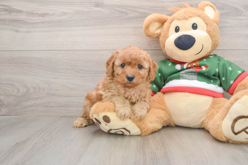 Smart Pudle Purebred Puppy