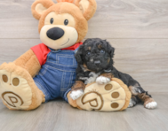 7 week old Poodle Puppy For Sale - Windy City Pups