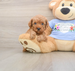 6 week old Poodle Puppy For Sale - Windy City Pups
