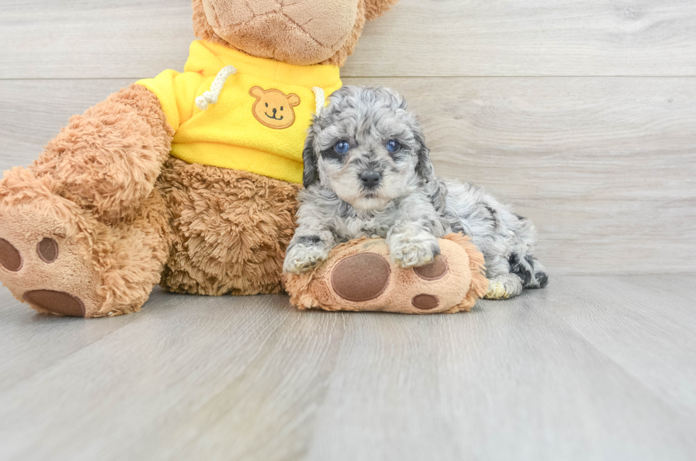 5 week old Poodle Puppy For Sale - Windy City Pups