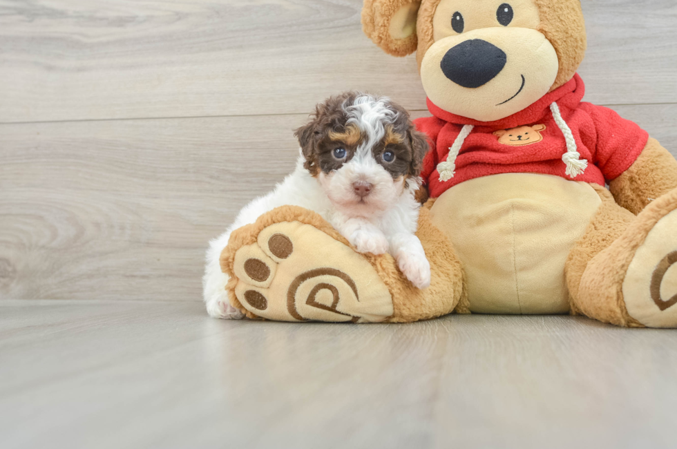 6 week old Poodle Puppy For Sale - Windy City Pups