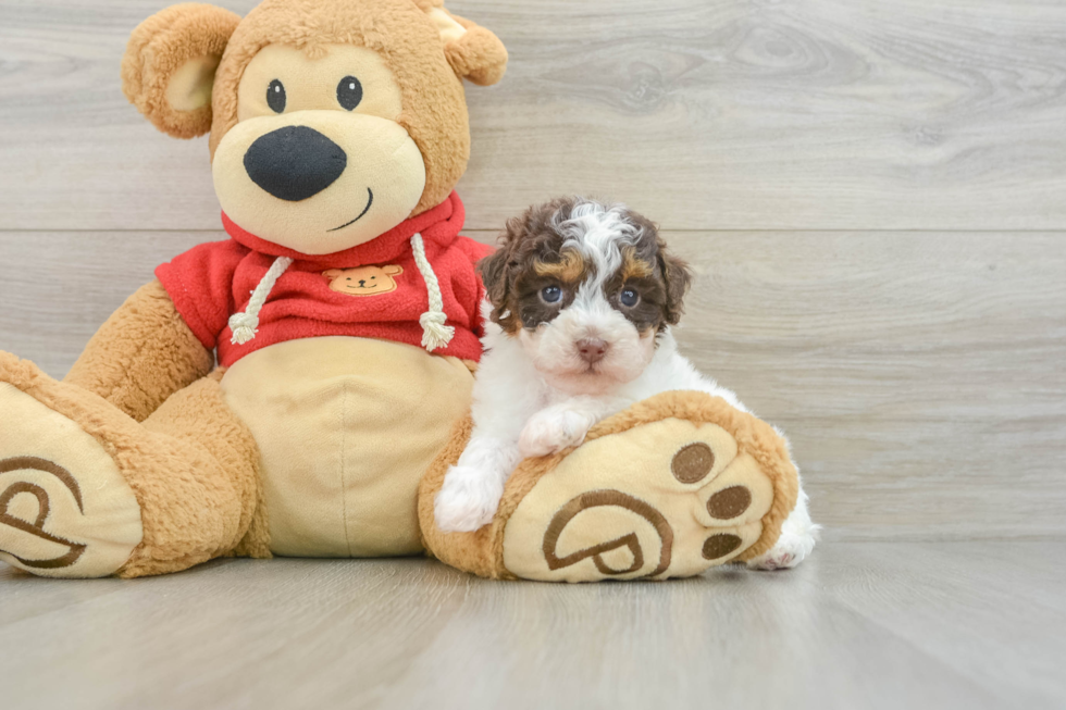 Poodle Pup Being Cute