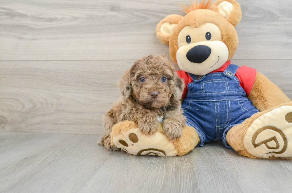 6 week old Poodle Puppy For Sale - Windy City Pups