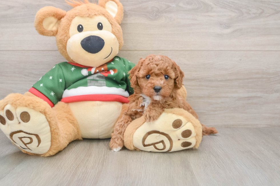 5 week old Poodle Puppy For Sale - Windy City Pups