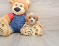 6 week old Poodle Puppy For Sale - Windy City Pups