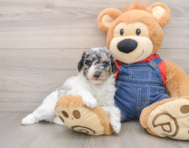 7 week old Poodle Puppy For Sale - Windy City Pups