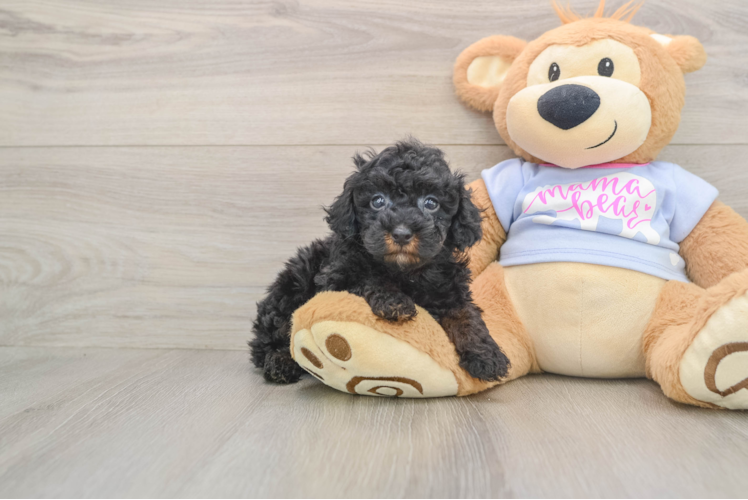 Friendly Poodle Purebred Pup