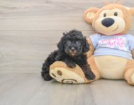 6 week old Poodle Puppy For Sale - Windy City Pups