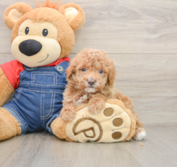 6 week old Poodle Puppy For Sale - Windy City Pups