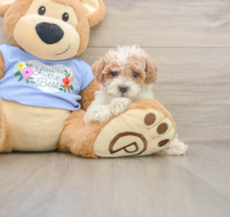 7 week old Poodle Puppy For Sale - Windy City Pups