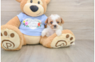 Playful Poodle Baby