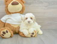 8 week old Poodle Puppy For Sale - Windy City Pups