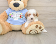 8 week old Poodle Puppy For Sale - Windy City Pups