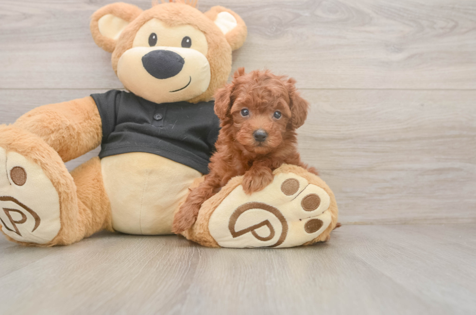 5 week old Poodle Puppy For Sale - Windy City Pups