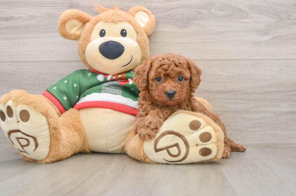 5 week old Poodle Puppy For Sale - Windy City Pups