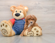 6 week old Poodle Puppy For Sale - Windy City Pups