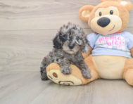 7 week old Poodle Puppy For Sale - Windy City Pups