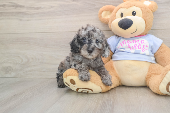 Friendly Poodle Baby