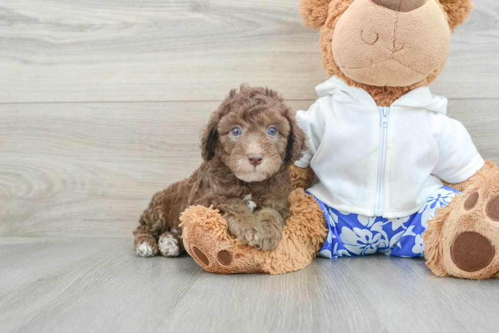 Energetic Caniche Purebred Puppy