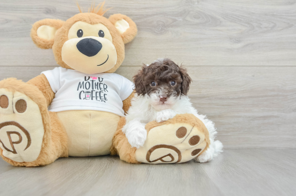 6 week old Poodle Puppy For Sale - Windy City Pups