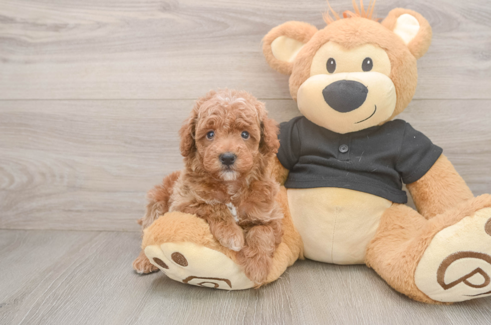 5 week old Poodle Puppy For Sale - Windy City Pups