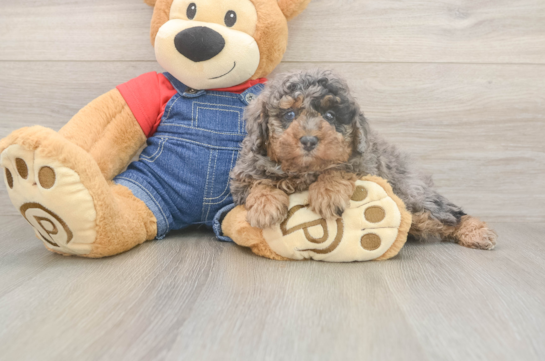 6 week old Poodle Puppy For Sale - Windy City Pups Adorable Toy Poodle Purebred Puppy