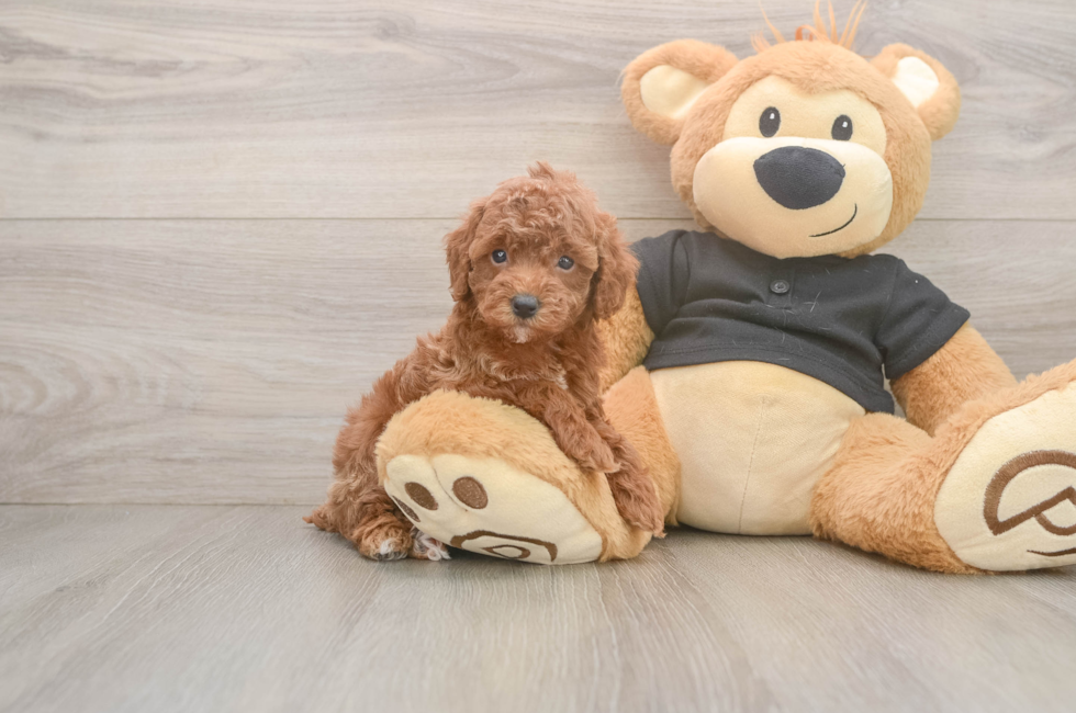 5 week old Poodle Puppy For Sale - Windy City Pups