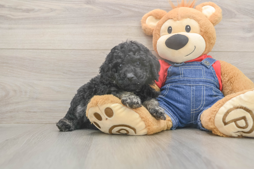 Hypoallergenic Poodle Baby