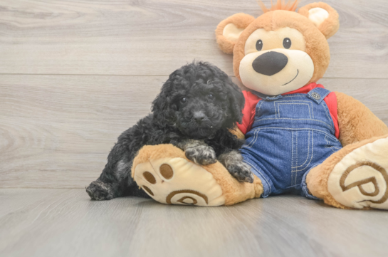 6 week old Poodle Puppy For Sale - Windy City Pups Hypoallergenic Poodle Baby