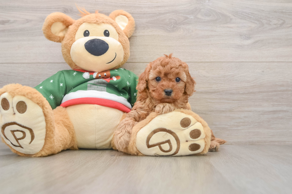 5 week old Poodle Puppy For Sale - Windy City Pups