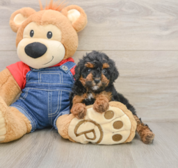 7 week old Poodle Puppy For Sale - Windy City Pups