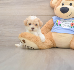 7 week old Poodle Puppy For Sale - Windy City Pups