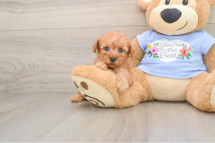 Best Poodle Baby
