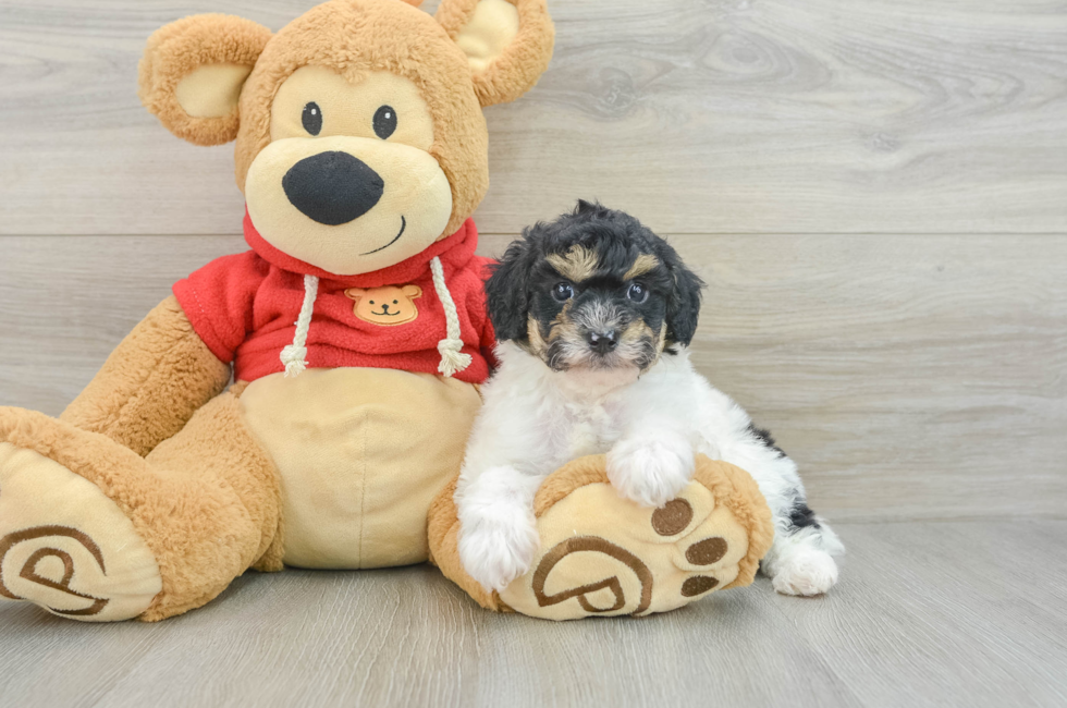 6 week old Poodle Puppy For Sale - Windy City Pups