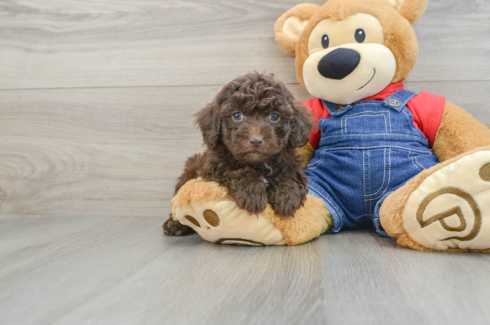 6 week old Poodle Puppy For Sale - Windy City Pups