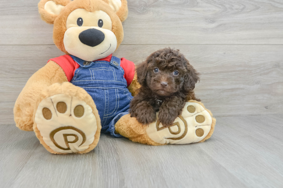 Fluffy Pudel Purebred Puppy