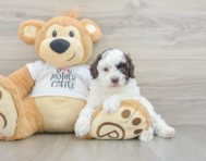 7 week old Poodle Puppy For Sale - Windy City Pups