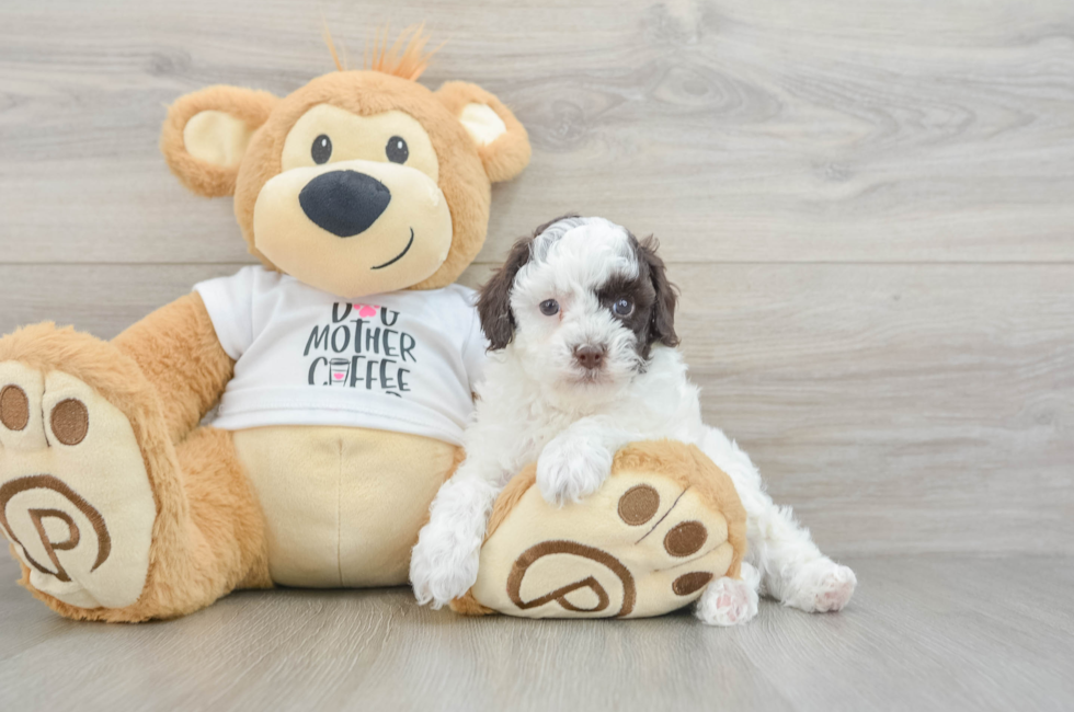 6 week old Poodle Puppy For Sale - Windy City Pups