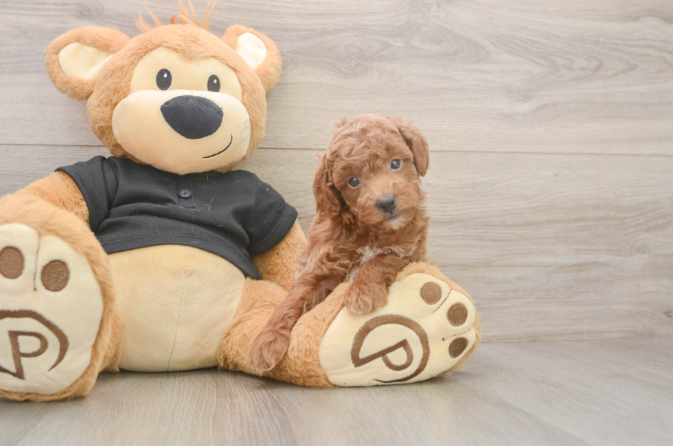 5 week old Poodle Puppy For Sale - Windy City Pups