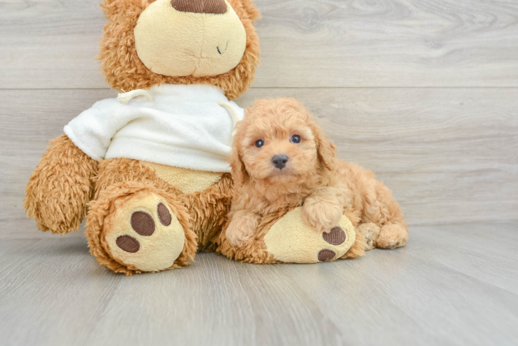 Playful Poodle Purebred Pup