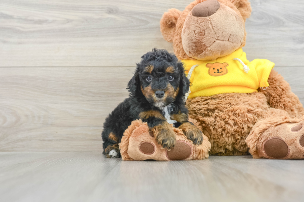 6 week old Poodle Puppy For Sale - Windy City Pups